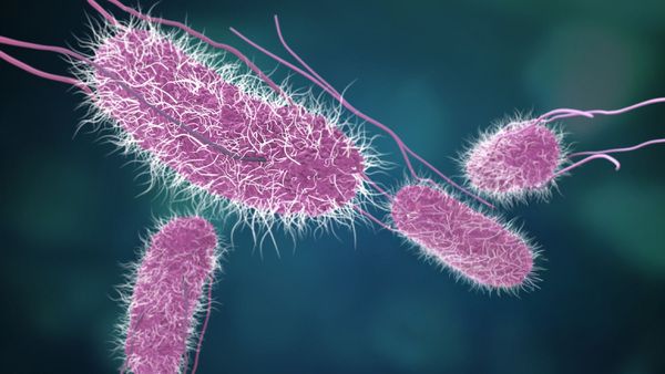 Microscopía de bacterias intestinales que procesan carbohidratos para obtener energía y fortalecer el sistema inmunológico.