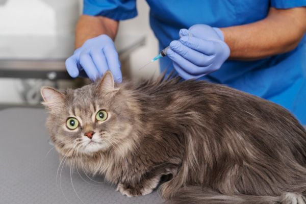 calendario de vacunacion para gatos en mexico Veterinario vacunando a un gato para cumplir con su calendario de vacunación en México