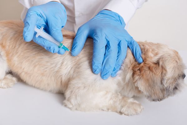 calendario de vacunacion perros en mexico Veterinario aplicando vacuna a un perro de acuerdo a su calendario de vacunacion