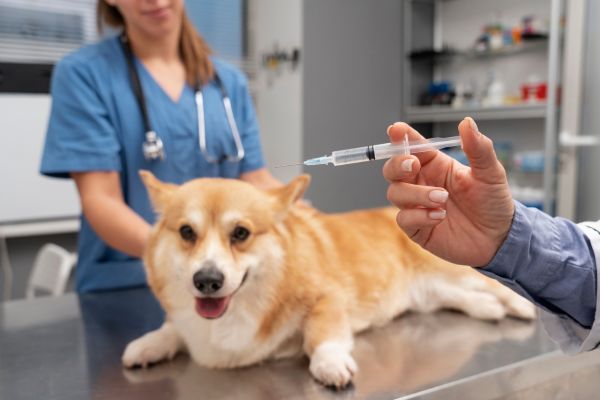 vacunas para perros y gatos en Mexico Mujer veterinaria aplicando las vacunas correspondientes a un perro en México