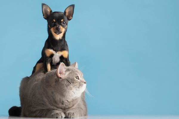vacunas perros gatos mexico Perro y gatos posando para la camara, ilustrando la importancia de vacunarlos
